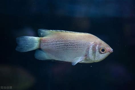 接吻魚飼養|接吻魚怎么養？從選魚到繁殖小魚，這些經驗能幫你養。